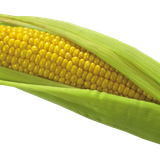 maize clip art corn png picture a1a7162da46c2289a980b6993804a938