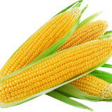 corn on the cob sweet corn maize baked potato 1st choice fruit veg corn 2db73e593a31d8eeb2aee6ec65bd