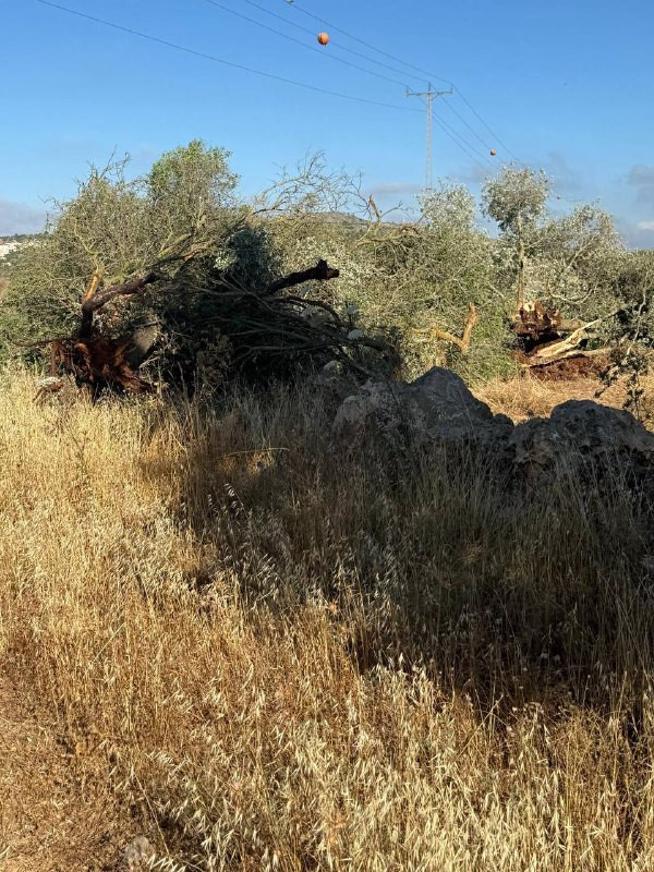 صورة الخبر