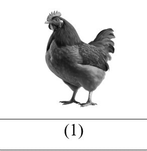 fik1.jpg