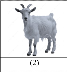 fik2.jpg