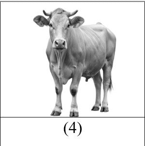 fik4.jpg