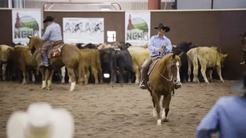Horse Owners.webp