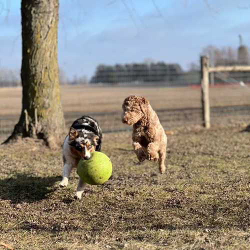 Mini shepherd puppies.jpg