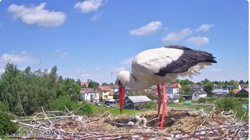 MWSnap969.jpg