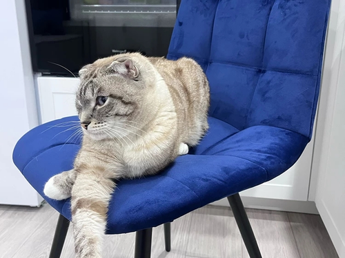 синий (12).png