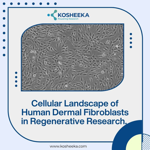 Keyword Human Dermal Fibroblast.jpg