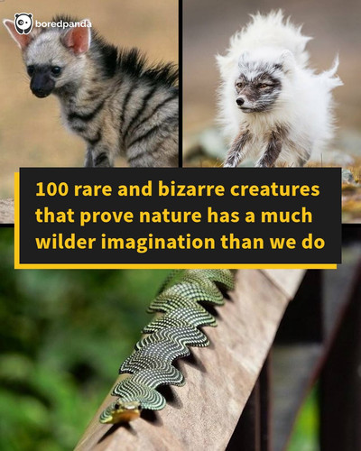 surreal amazing animals.jpg