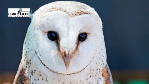 Durable Barn Owl Bird Box for Natural Rodent Control.jpg