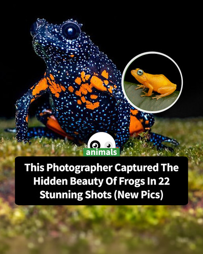 macro photography frogs biju pb 2.jpg