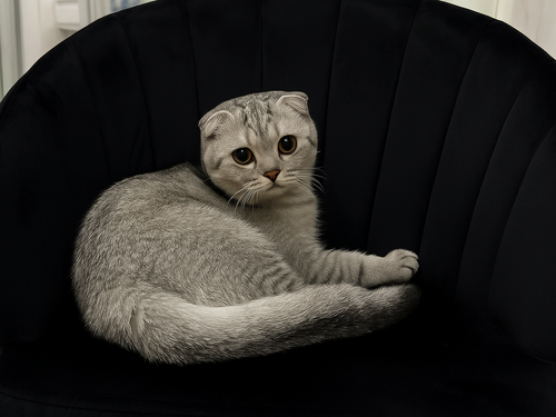 черный (6).png