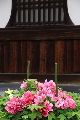 50peony Kenninji Temple in Kyoto Japan.jpg