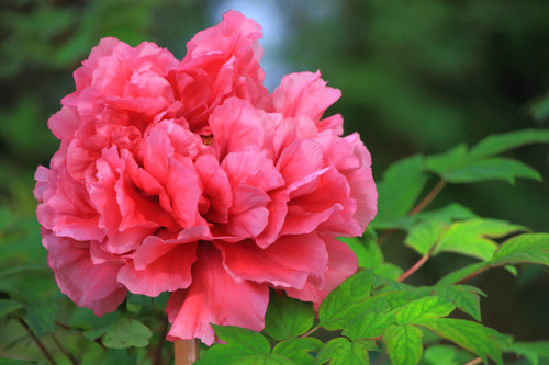 8 Kyoto Otokuni dera Temple peony.jpg