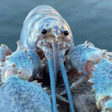 IMG 3317.gif