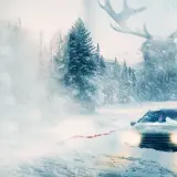 cold meat
