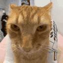 juh 4x.gif