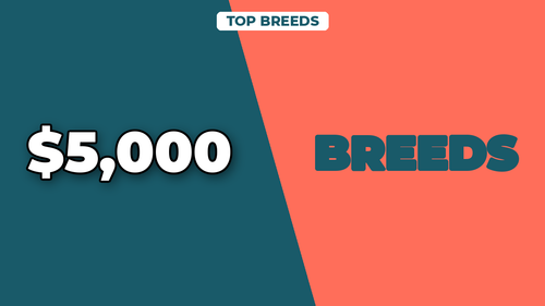 thumb dog breeds with highest insurance rates landscape.png