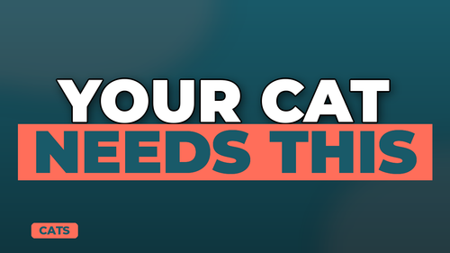 thumb cat insurance do you really need it landscape.png