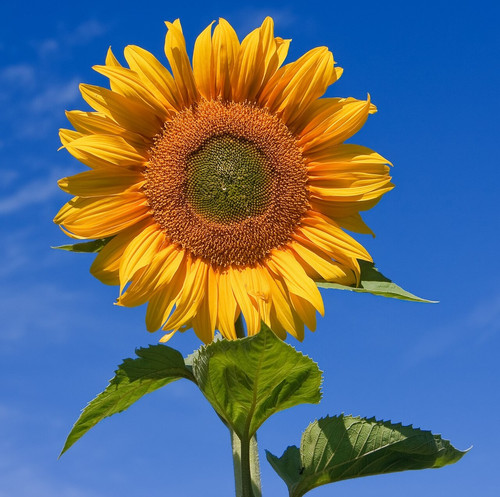 Sunflower sky backdrop.jpg