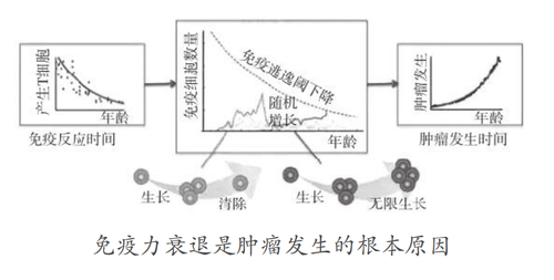 免疫力衰退与肿瘤关系图.png
