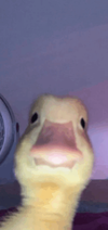 Duck.png