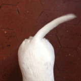 49E982A2 771A 41BB 9423 F2081E6EEA63.gif