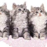 IMG 6098.gif