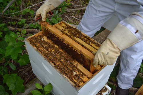 Best service for Bee Hive Removal in Rotokauri.jpg