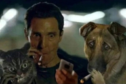 dogcatmacconahey.jpg
