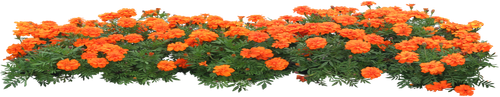 1000133992.png