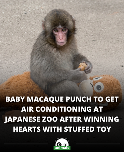 836. Punch, the baby macaque who won hearts online after being abandoned by his mother and finding c.png