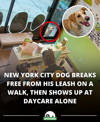 824. Pete the Dog Ended Up Lost and Alone in N.Y.C., So He Ran a Mile to His Favorite Daycare for He.png