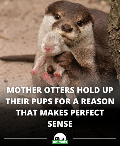 827. Otters sometimes show their pups when they feel threatened. 🦦💛This behavior has long fascinated.png