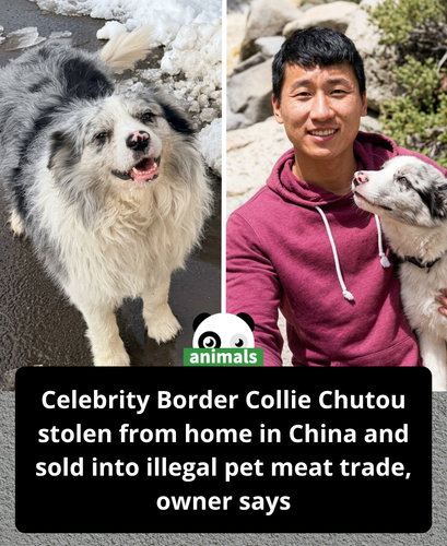 835. A travel influencer's beloved Border Collie, Chutou, had 1.5 million social media followers and.png