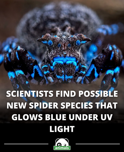 826. Glowing Blue Spider Is Among the Dozens of New Discoveries Uncovered During Expedition to ‘Unch.png