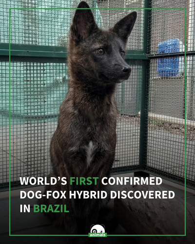 828. Scientists in Brazil have documented what appears to be the world’s first confirmed dog fox hyb.png