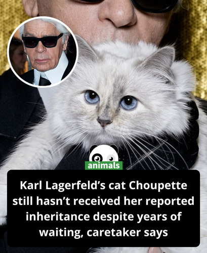 825. Karl Lagerfeld Reportedly Left His Cat Millions. Her Caretaker Says the Pet Has ‘Received Absol.png