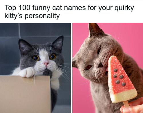 funny cat names.jpg