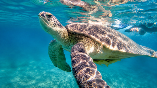 Snorkeler swimming with hawksbill turtle