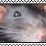 tumblr 17a228f45cfc04bd78b7c36b51ad0317 27a0f2ab 100.webp