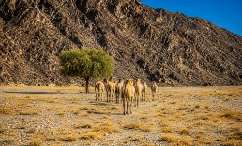 Deep valleys and desert trails of Wadi El Gemal