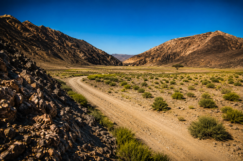 Acacia trees and desert flora inside national park