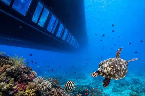 Stunning view of the untouched coral reefs of Marsa Alam