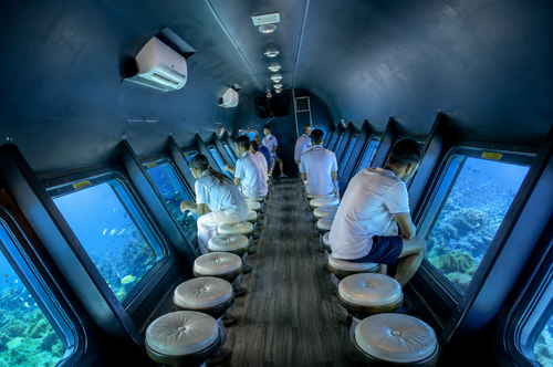 Vibrant marine fish swimming close to the observation window
