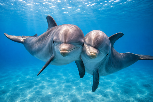 Pristine marine landscape of Sataya Dolphin Reef