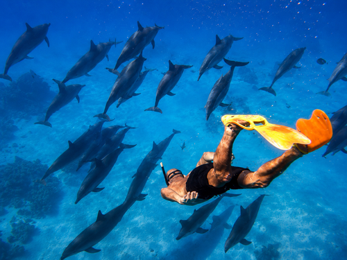 Dolphins riding the bow wave of the boat