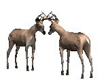172821.gif