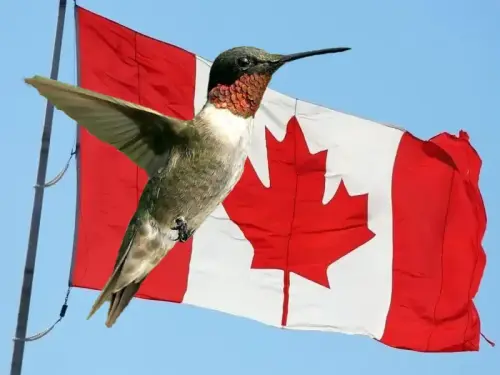 CAHummer.webp