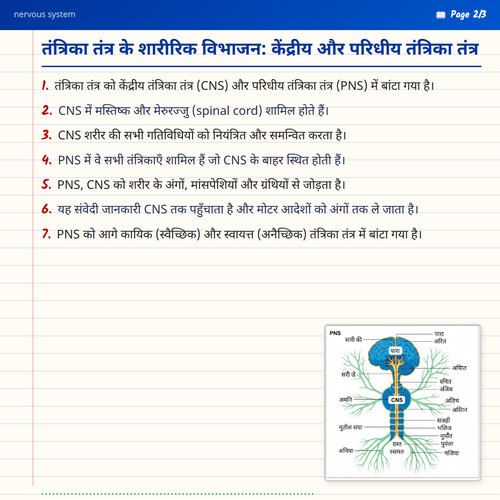 nervous system part 2.png