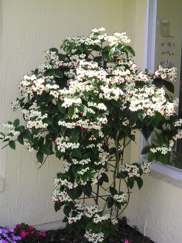 Bleeding Heart.jpg